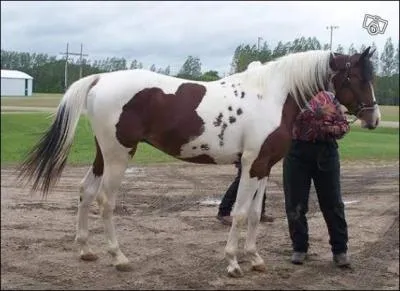 A quel ge un cheval peut-il tre mont ?
