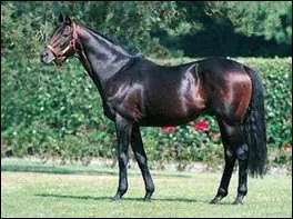 O mesure-t-on un cheval ?