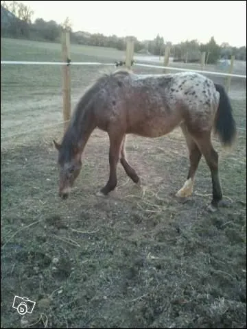 Comment voit-on qu'un cheval devient vieux ?
