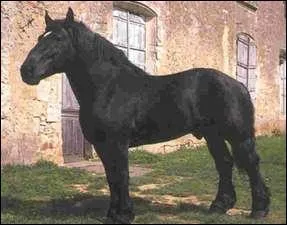 Quel est le type du percheron ?