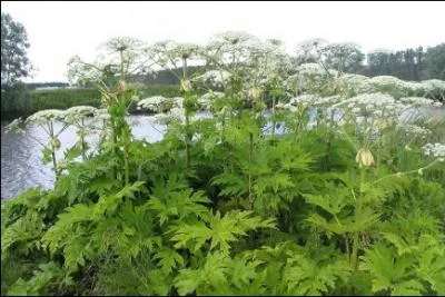 De quelle plante sont extraites les graines que les jumeaux achtent  Mondingus Fletcher ?