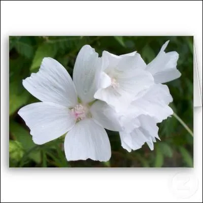 Quelle plante, dont la fume leur permet d'affiner leur science divinatoire, les centaures brlent-ils ?