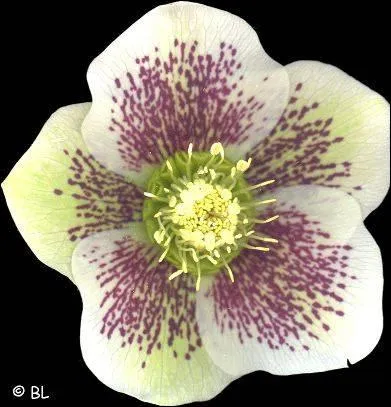 Quel ingrdient Harry oublie-t-il d'ajouter  son filtre de paix (dans l'Ordre du Phnix) ?