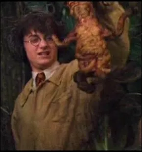 Quelle plante a permis de sauver les lves ptrifis dans Harry Potter et la Chambre des Secrets ?