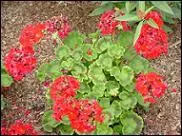 Sur quelle plante, qui mord les humains, portaient les B. U. S. E. de Harry ?