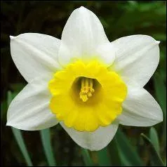 Quelle est la particularit des jonquilles du professeur Chourave ?