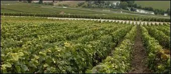 Lequel de ces cpages est prdominant dans le Mdoc ?