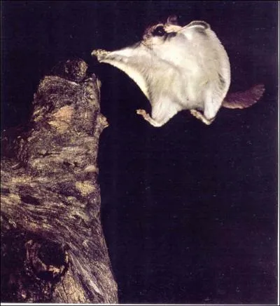 Cet cureuil est trs particulier, on l'appelle ...