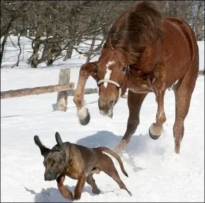 Aprs qui court ce cheval qui n'a pas l'air content ?