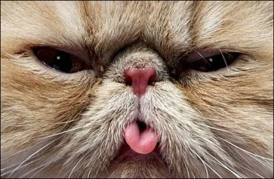 Reconnaissez-vous cet animal familier ?