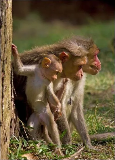 Est-ce qu'il y a des singes sauvages en Europe ?