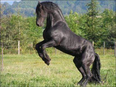 Quelle est la race de ce cheval, toujours noir ?