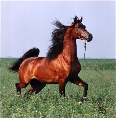 Quelle est la robe de ce pur sang arabe ?