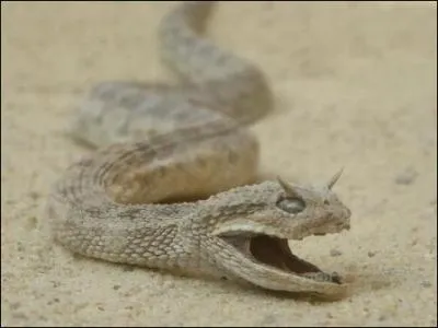 Quel est ce serpent ?