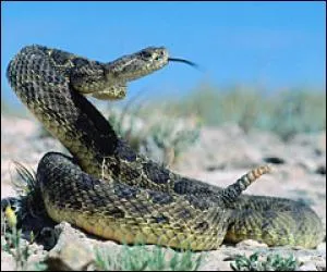 Quel est ce serpent ?