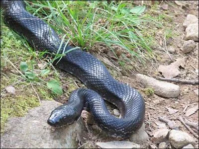 Quel est ce serpent ?