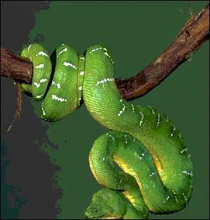 Quel est ce serpent ?