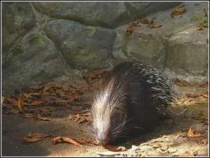 Quel est ce bb animal ?