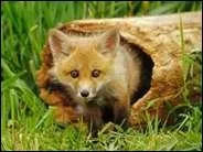 Quel est ce bb animal ?