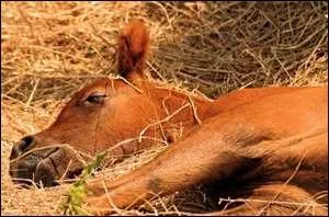 Quel est ce bb animal ?