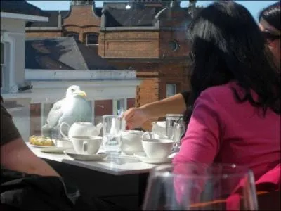 Dans le film culte de ce gnial ralisateur anglais, elle est beaucoup moins sympathique !