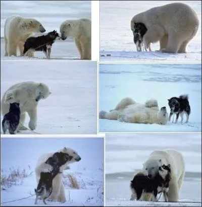 Il a crit  Guerre et Paix  !