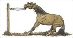 Que faut-il faire quand un cheval tire au renard ?