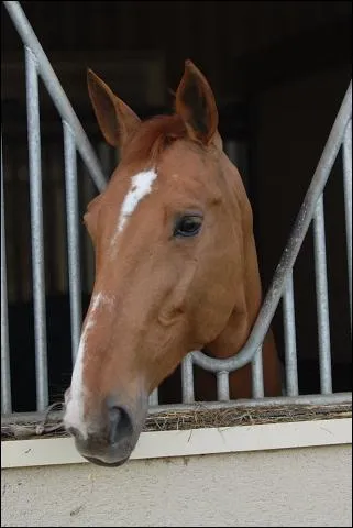 Quelle est cette jument ?