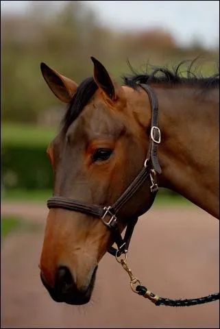 Quelle est cette jument ?