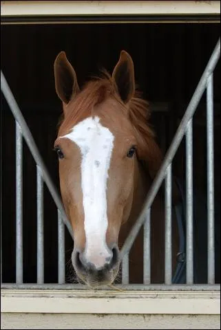 Quel est ce cheval ?