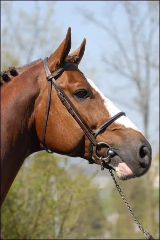Quel est ce cheval ?