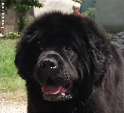 Rponse : le Terre Neuve .