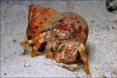 Ce bernard-l'ermite se trouve dans les coraux et sur les rcifs de l'Indo-Pacifique. C'est :