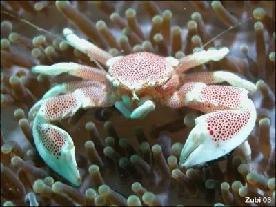 Ce petit crabe porte son nom  cause de la couleur de sa carapace. Il se trouve dans les ocans Indiens et Pacifique o il mange du zooplancton. Ce crabe s'appelle ...