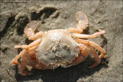 Sur les 25 familles de cette espce de crabe, seules quelques espces sont importes. Ce crabe peut atteindre 10 cm de longueur et se trouve dans les rcifs coralliens des ocans Indien et Pacifique.