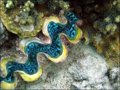 C'est l'un des tridacnes les plus communs dans les ocans Indien et Pacifique, o il est import principalement des Philippines, d'Indonsie et de Singapour. Vous avez reconnu ...