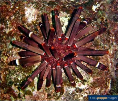 Les piquants de cet oursin peuvent atteindre la grosseur d'un crayon. On le trouve dans les rcifs coralliens de l'Indo-Pacifique tropical. C'est ...
