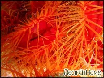 Ce mollusque se trouve dans la mer des Carabes en communaut avec les ponges, les coraux corns et les coraux-pierres. En cas de danger, il peut se dtacher et s'enfuir en nageant. C'est :