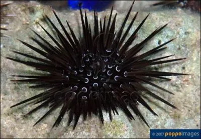 Cet oursin est le plus connu de toutes les espces d'chinodermes. Il se trouve dans les rcifs rocheux et coralliens de l'ouest tropical et de la mer des Carabes. C'est :