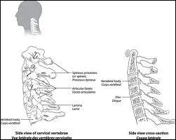Lors d'une radiographie des vertbres cervicales, il faut