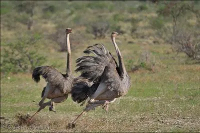 Quels sont leurs prdateurs ?