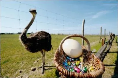 Combien pse en moyenne un oeuf d'autruche ?