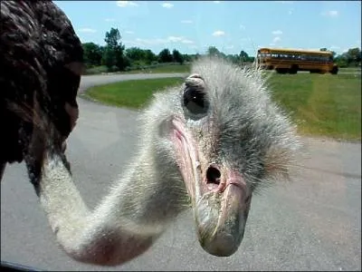 Quel est le poids moyen d'une autruche femelle ?