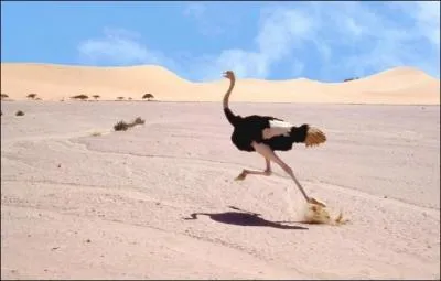 Quelle vitesse de pointe peuvent atteindre les autruches ?