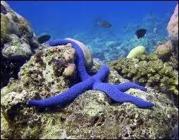Quel est le nom de cette toile de mer bleue ?