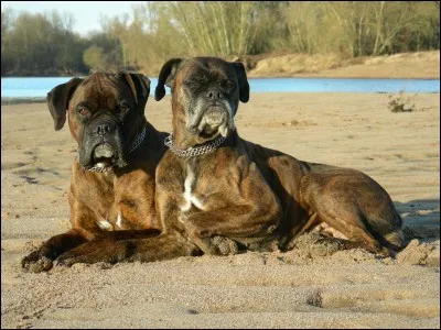 Le caractère du boxer peut être dèfini comme ...