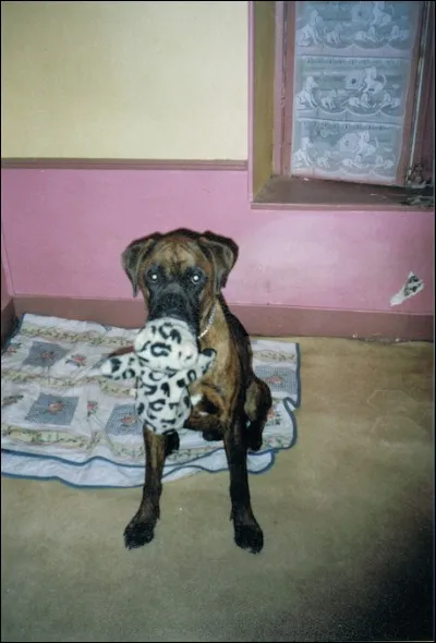 Le boxer peut se montrer agressif envers ...