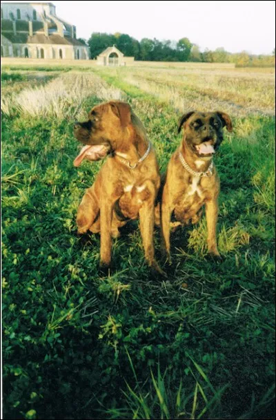 Dans le standard de la race, la robe du boxer ne doit pas dépasser...