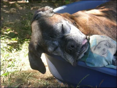 L'âge optimal pour l'achat d'un chiot boxer se situe entre ...