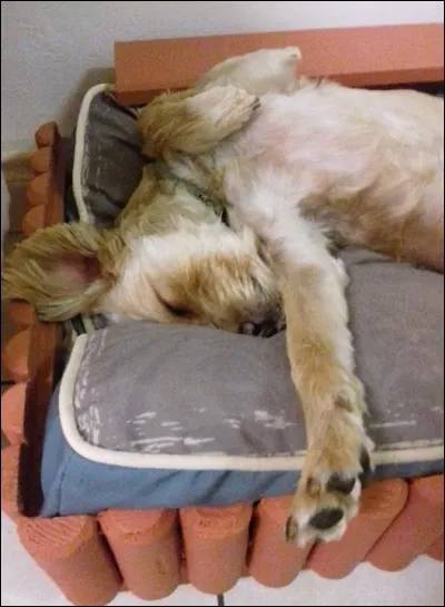 L'achat ou l'adoption d'un boxer ou tout autre animal de compagnie est un acte qui doit être ...